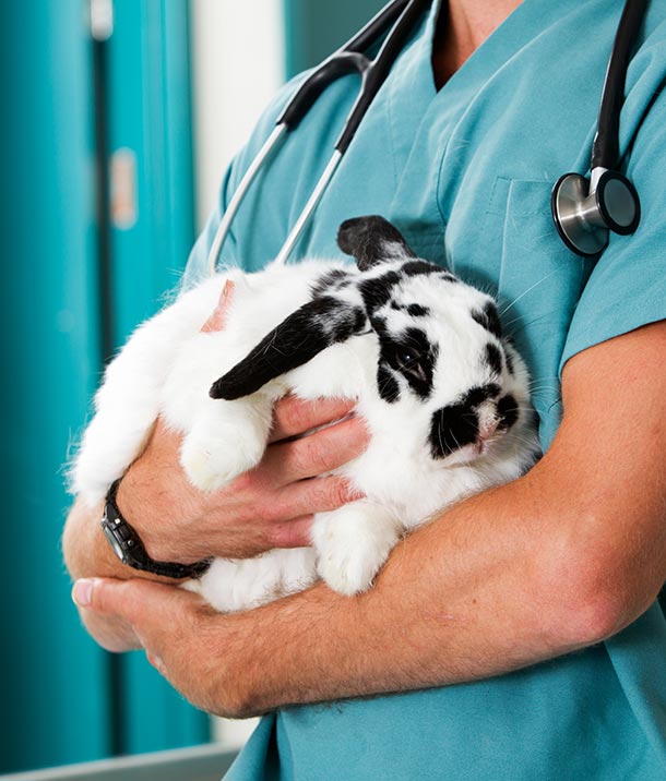 Doctor with a rabbit