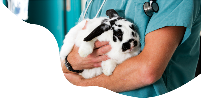 Doctor with a rabbit